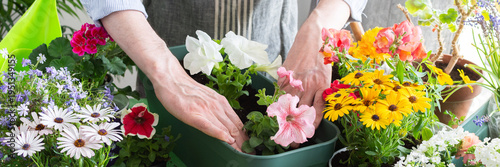 A man planting colorful petunias in pots, surrounded by lush greenery, capturing spring gardening and hobby vibes, spring decoration of a home balcony or terrace with flowers, banner