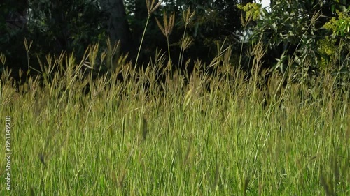 Nature Footage – Flowers and Grass in Gentle Wind