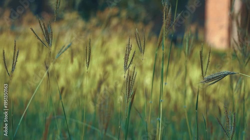 Nature Footage – Flowers and Grass in Gentle Wind