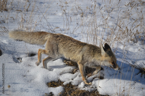 a slender fox stepping cautiously through a snowy winter landscape dotted