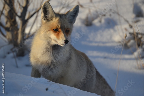 portrait of a wild fox reveals its thick winter coat as it rests in the bright snow 