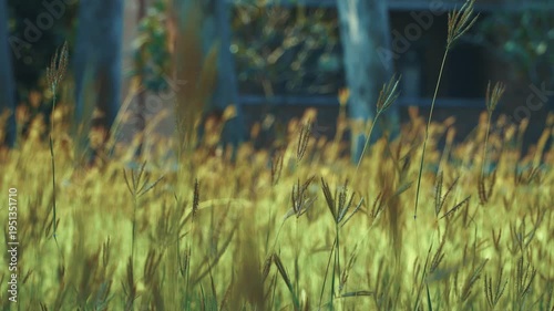 Nature Footage – Flowers and Grass in Gentle Wind