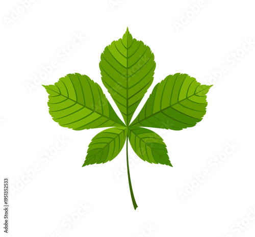 Green chestnut leaf vector illustration isolated on white background. Simple flat icon.