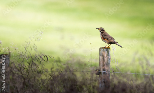 Photos A redwing on a fence in the grass