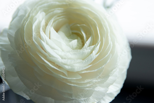 White ranunculus flower close-up with layered petals showcasing delicate texture against a blurred background, emphasizing its natural beauty and intricate details
