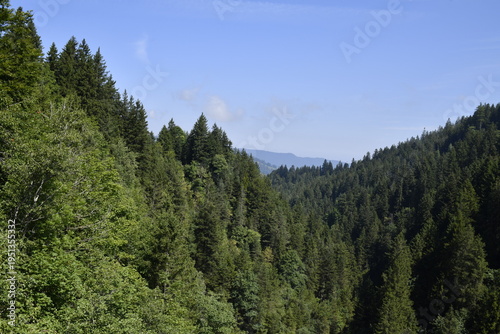 forest in the mountains under blue sky