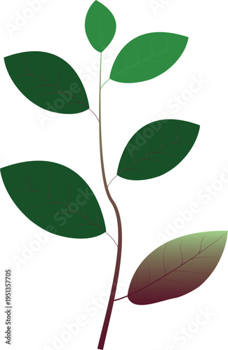 Vector illustration showing phosphorus deficiency symptoms in plants, including dark green leaves and stunted growth.