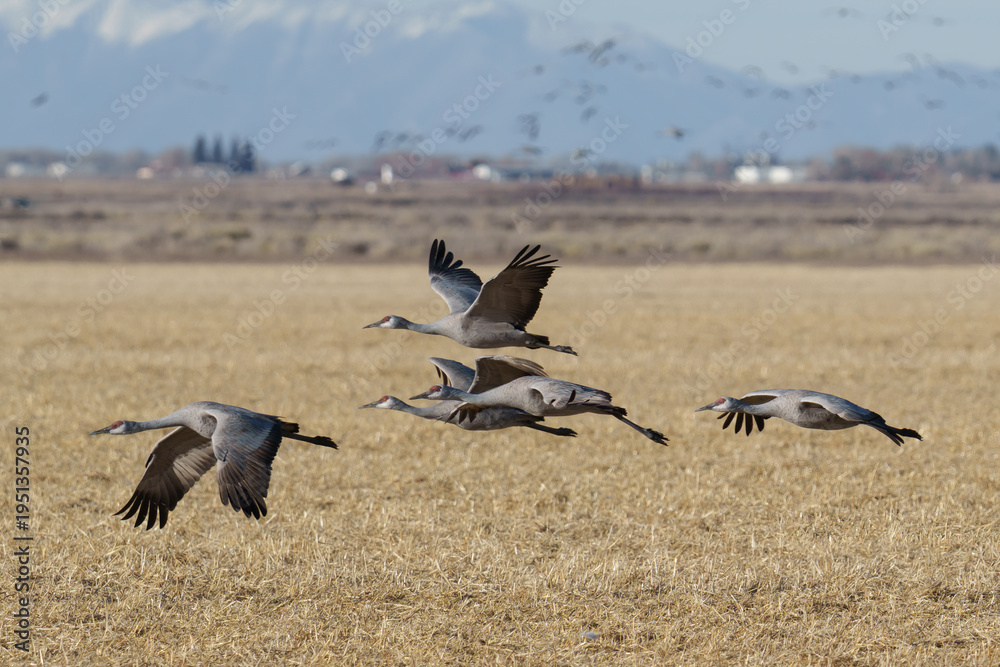 Obraz premium Migrating Greater Sandhill Cranes in Monte Vista, Colorado