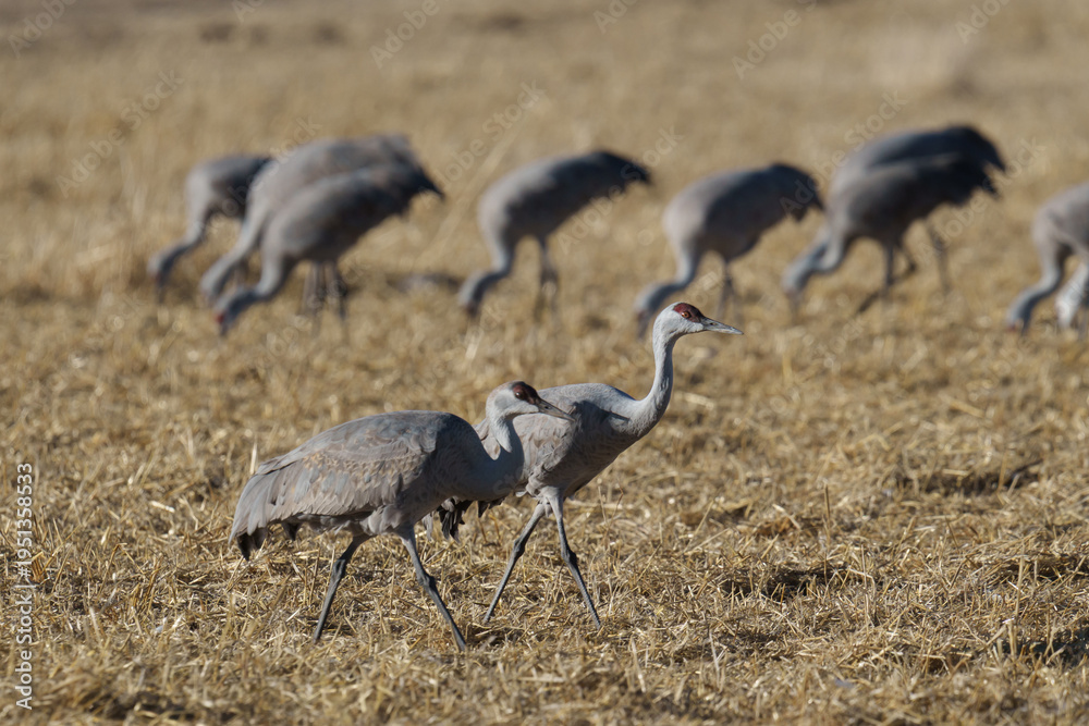 Obraz premium Migrating Greater Sandhill Cranes in Monte Vista, Colorado