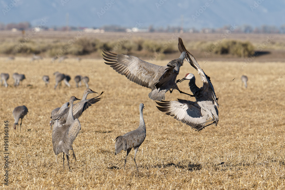 Obraz premium Migrating Greater Sandhill Cranes in Monte Vista, Colorado