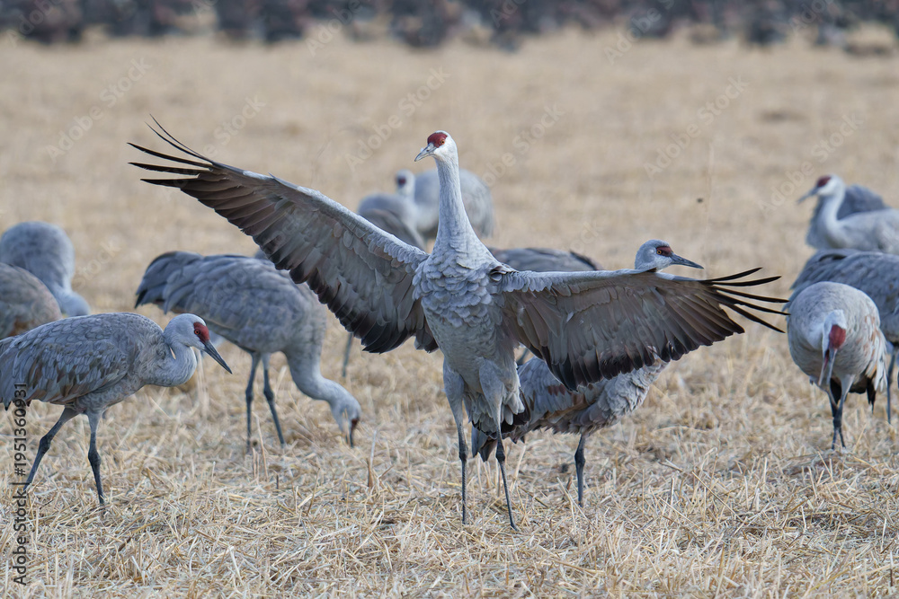 Obraz premium Migrating Greater Sandhill Cranes in Monte Vista, Colorado