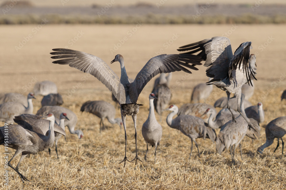 Obraz premium Migrating Greater Sandhill Cranes in Monte Vista, Colorado