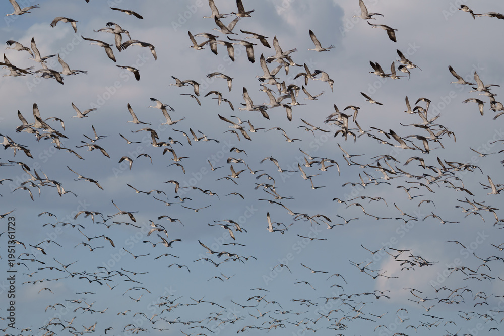 Naklejka premium Migrating Greater Sandhill Cranes in Monte Vista, Colorado