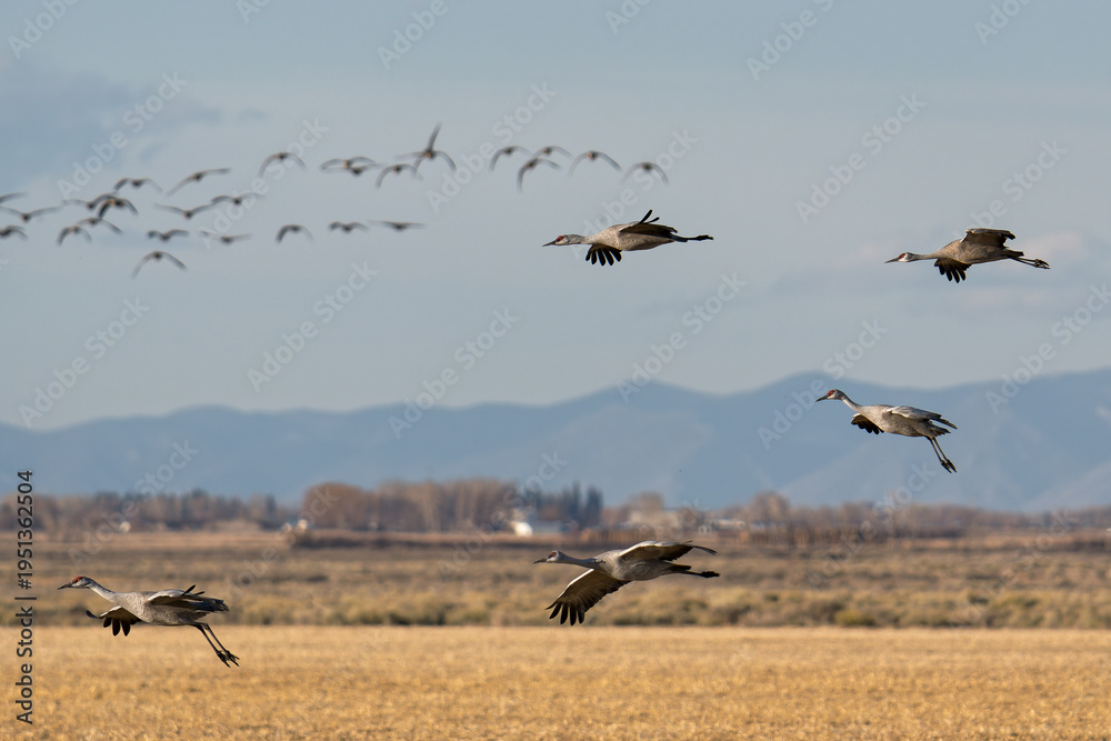 Obraz premium Migrating Greater Sandhill Cranes in Monte Vista, Colorado