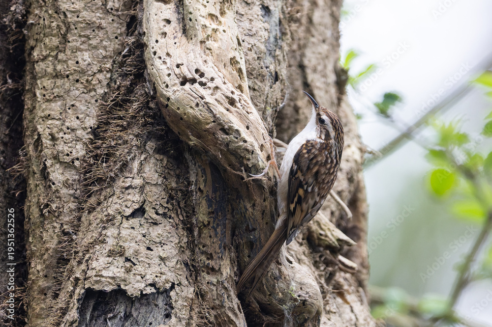 Fototapeta premium Treecreeper hunting on tree