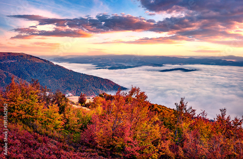 Foggy morning view of colorful foliage forest on the top of Gimba peak. Colorful autumn sunrise on Borzhava mountain range, Ukraine, Europe. Traveling concept background.