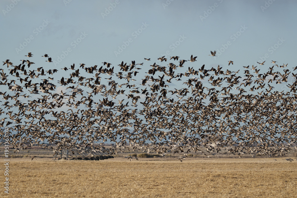 Naklejka premium Migrating Greater Sandhill Cranes in Monte Vista, Colorado