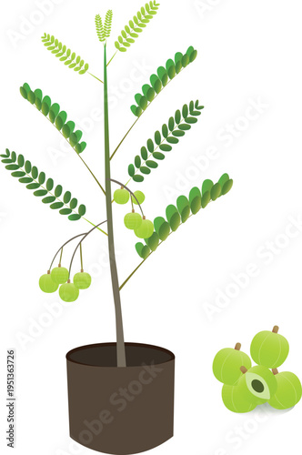 High-quality vector illustration of Phyllanthus emblica, also known as amla or Indian gooseberry, widely used in traditional medicine.