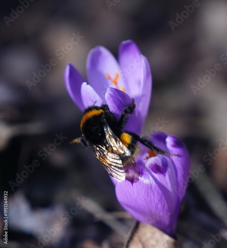 Bumblebee on a flower