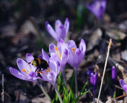 Bee on crocus