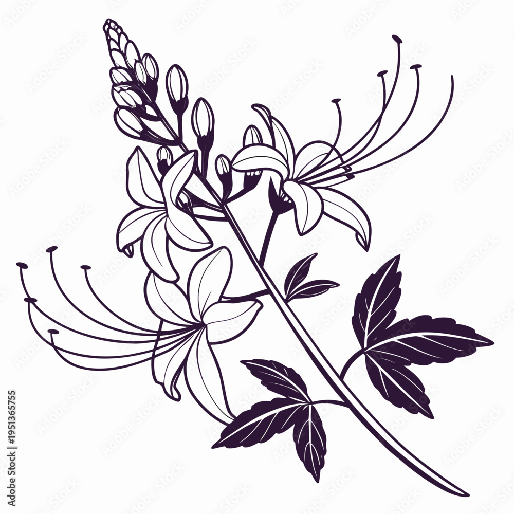 Fototapeta premium Orthosiphon Plant Line Art Minimal Vector