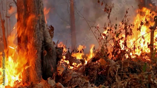 Horrifying shot of an active wildfire spreading through dry leaf litter and undergrowth. Vibrant orange flames are seen climbing the base of a large tree trunk, threatening the surrounding timberland 