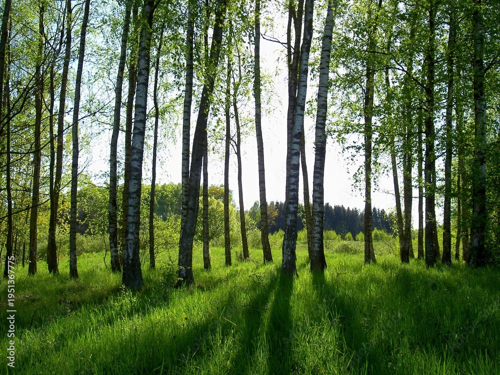 Fototapeta premium An early spring landscape in the light of the setting sun. Bare birch trees and the first green grass.