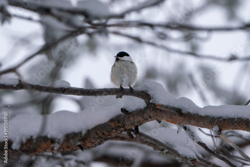 great tit parus major