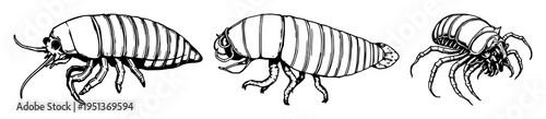 Deep-sea giant isopod set with hand-drawn scientific illustration in antique woodcut style featuring marine, biology, illustration with white background and line art
