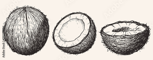 Hand-Drawn Rustic Coconut Vector Illustration, Vintage Whole and Half Tropical Fruit Sketch