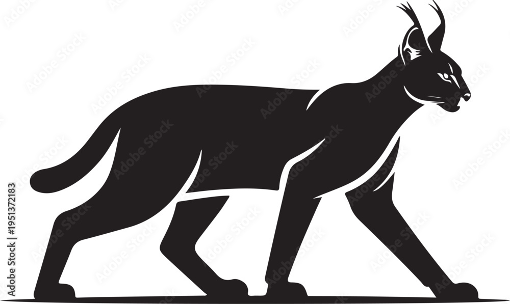 Fototapeta premium Black silhouette of a walking caracal cat with distinctive ear tufts