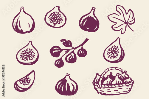 Fig elements set outline sketch vector illustration