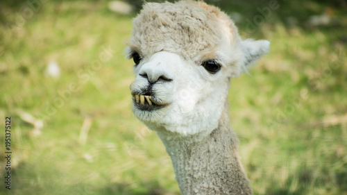 Gentle Cream Colored Alpaca Facing Forward In Paddock Gentle Cream Colored Alpaca Facing Forward In