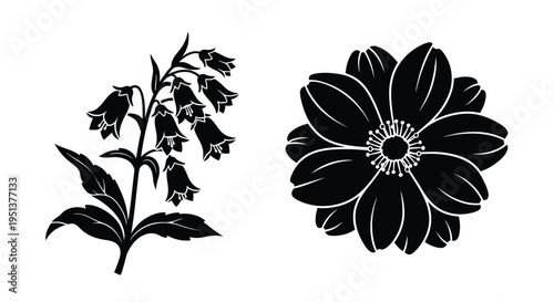 Floral study depicting bellflowers and anemone in a dark silhouette