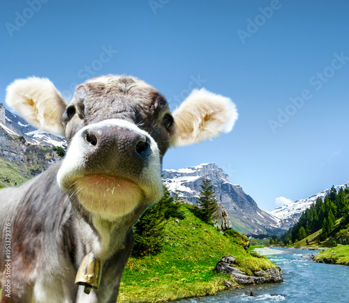 A cow in the Swiss mountains