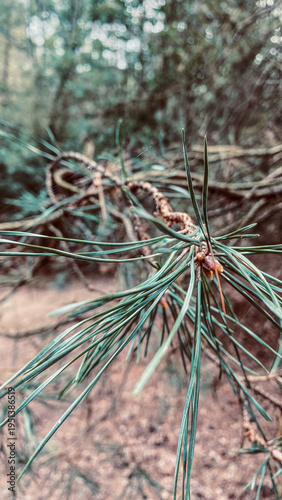 Pine Needles Close Up On Conifer Branch In Forest Background Nature Photography Green Foliage Detail