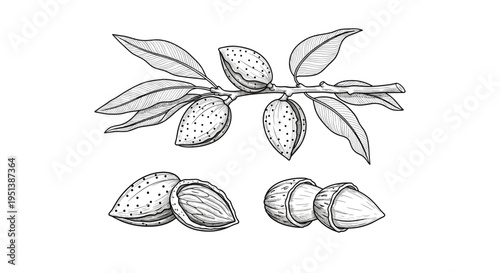 Vintage style botanical illustration of a almond tree branch with leaves and ripe almond nuts in their hard shells.