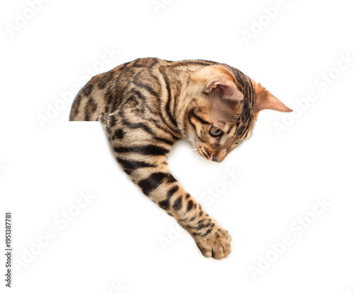 Playful adult bengal cat looking down above blank white banner. Isolated  on white banner