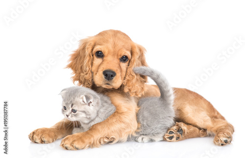 Friendly English cocker spaniel puppy dog hugs tiny gray kitten. isolated on white background