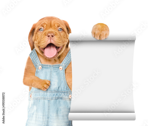 Happy Mastiff puppy wearing denim overalls shows empty list. Isolated on white background