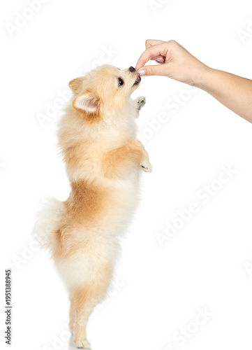 Hungry Spitz stands on hind legs and asking dry food. Isolated on white background