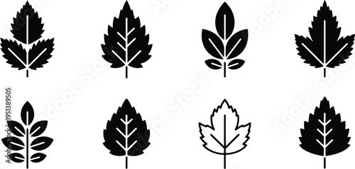A set of vector line art leaf silhouettes in various shapes and designs for illustration purposes