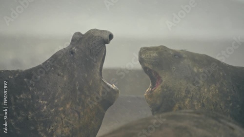 Two elephant seals face each other roaring with mouths wide open in dramatic close-up slow motion confrontation on misty Antarctic beach during light snowfall
