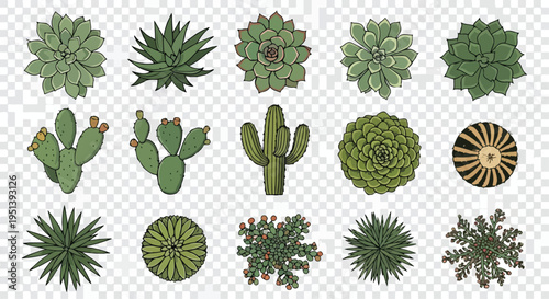 Set of 15 Top View Succulent and Cactus Vector Illustrations for Architectural Plans, Garden Design, and Landscape Layouts