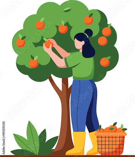 Woman Picking Apples from Tree in Garden