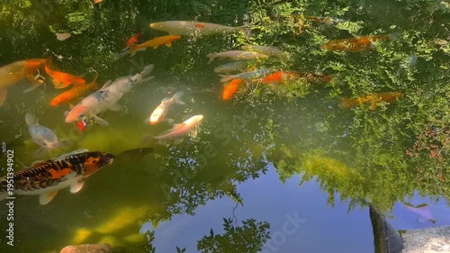 A serene pond filled with colorful koi fish swimming among green foliage. The water reflects the surrounding nature, creating a peaceful atmosphere.