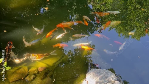 A serene pond with colorful koi fish swimming. The water reflects greenery from surrounding trees. Various koi in orange, white, and black colors are visible.