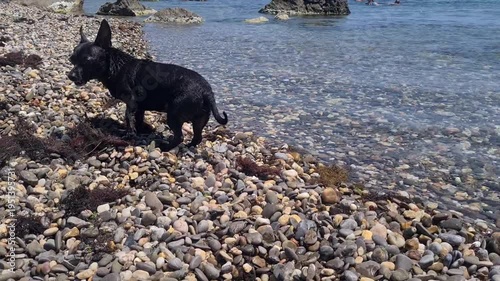 A small black dog stands on a rocky beach near the water. it appears curious, with its tail raised and looking towards the sea.