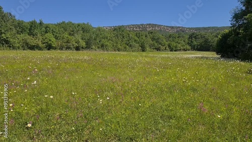 A sunny meadow with green grass and wildflowers under a clear blue sky. Trees line the background, creating a serene natural landscape.