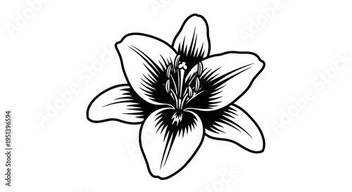 Black and white lily flower illustration against white background